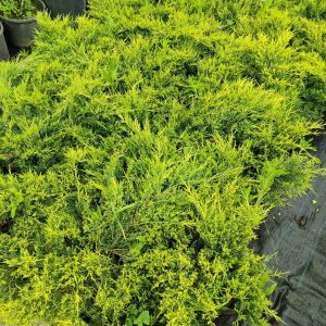 ardic-altuni-3-litre