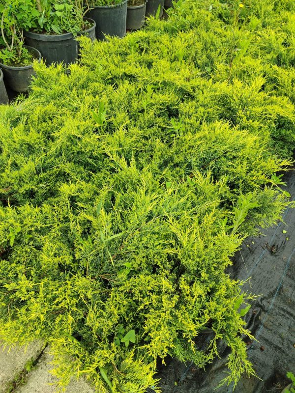 Altuni Ardıç 30-40cm 3 litre