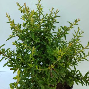 ates-dikeni-3litre-2