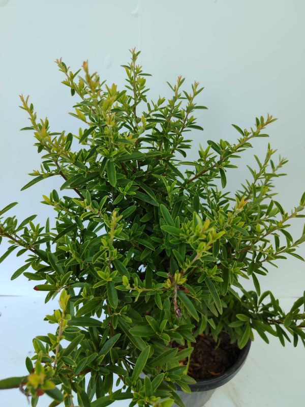 Bodur Ateş Dikeni 20-30cm 3 litre