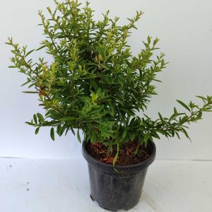 Bodur Ateş Dikeni 20-30cm 3 litre