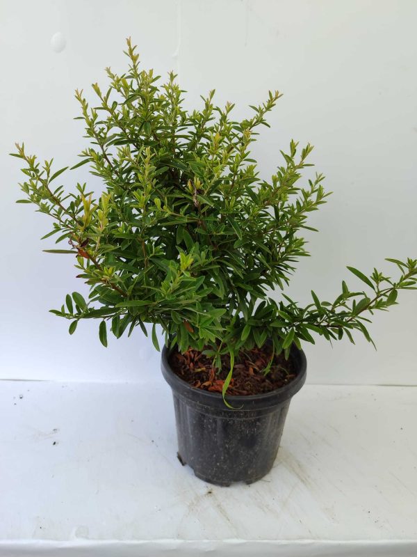 Bodur Ateş Dikeni 20-30cm 3 litre