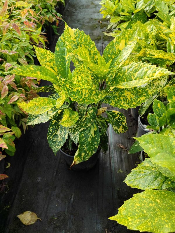 Aucuba Japon Defnesi 30-40cm