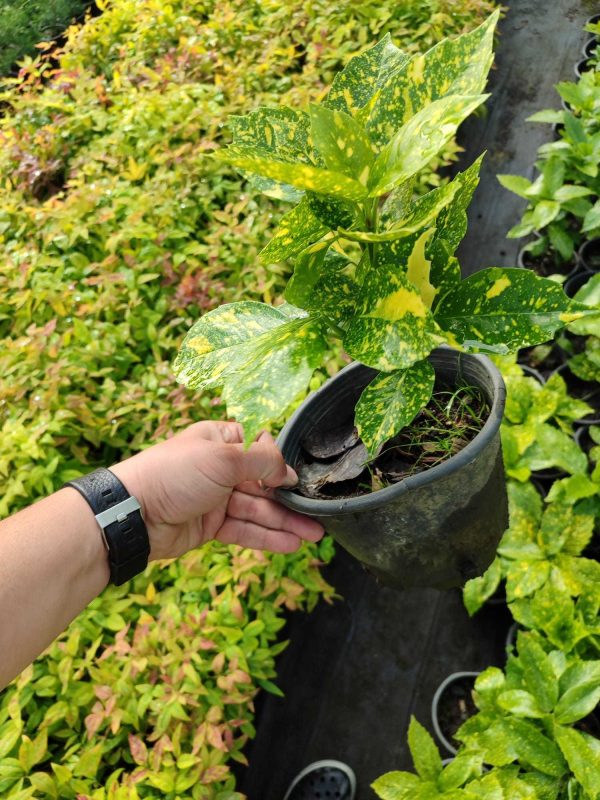 Aucuba Japonica 20-30cm 1 Litre