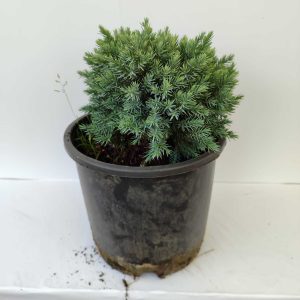 Juniperus Horizontalis Blue Star 20-30cm 10 litre