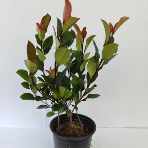 Bodur Alev 30-40cm boy 2-3 litre