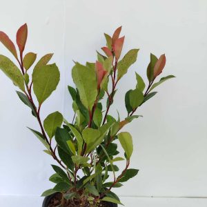 Bodur Alev 20-30cm 1,5 litre