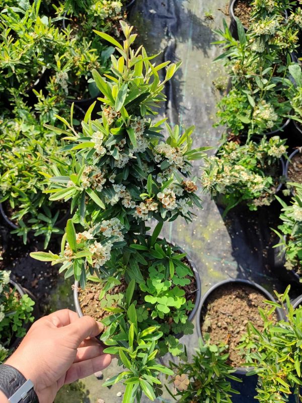 Bodur Ateş Dikeni 20-30cm 3 litre