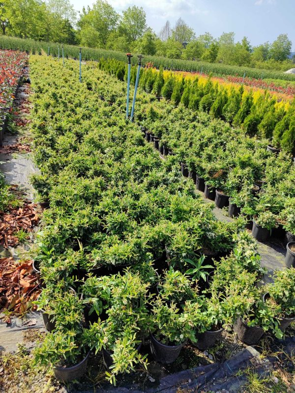 Bodur Ateş Dikeni 20-30cm 3 litre