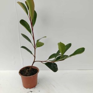 Boylu Alev 20-30cm