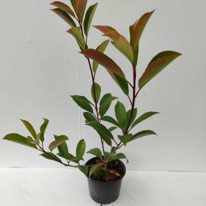 Boylu Alev 40-60cm 1,5 Litre