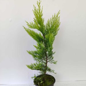 Goldrider 40-60cm 1,5 litre
