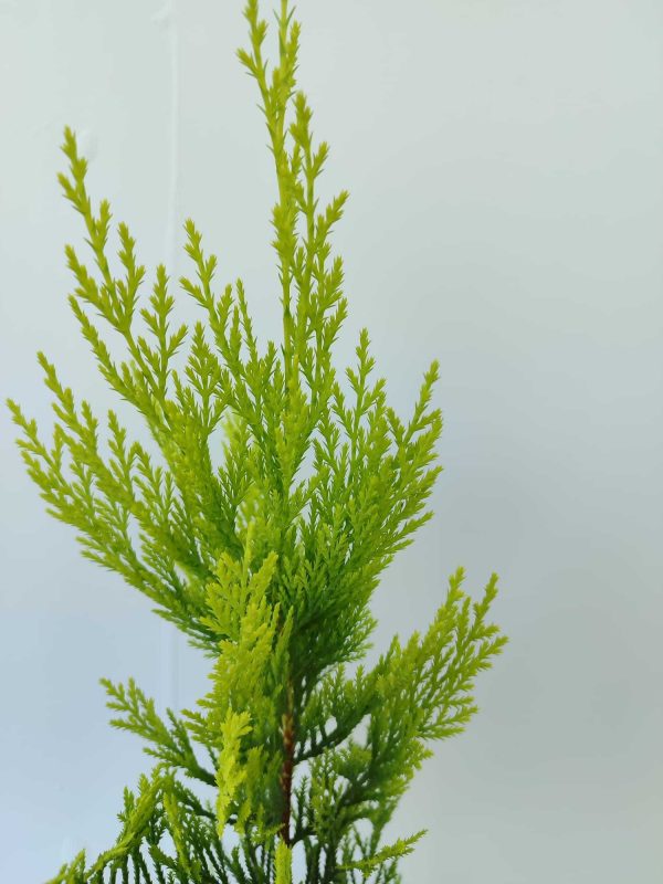 Goldrider 30-40 cm