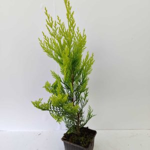 Goldrider 30-40 cm