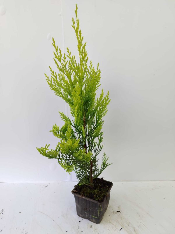 Goldrider 30-40 cm