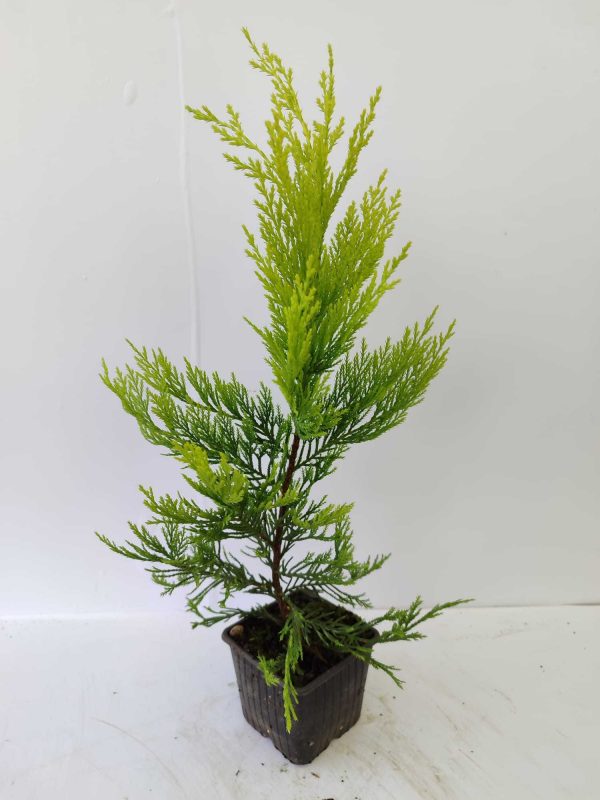 Goldrider 30-40 cm