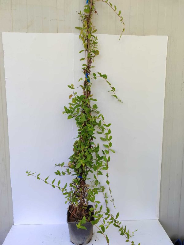 Sarmşık Hanımeli 100-150cm 5 litre