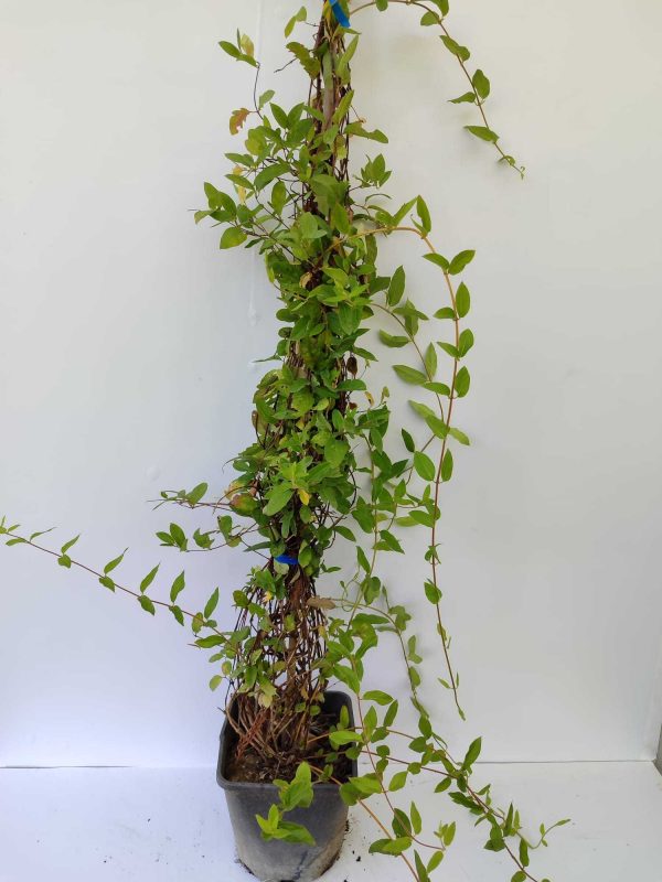 Sarmşık Hanımeli 100-150cm 5 litre