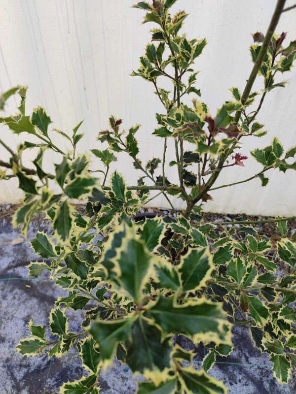 İlex Golden King 100-125cm 10 litre