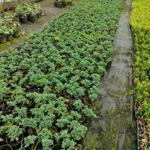 juniperus-horizontalis-blue-chip