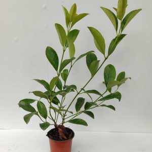 Kartopu Parlak Yapraklı 30-40cm 1 litre