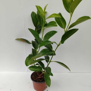 Kartopu Parlak Yapraklı 20-30cm 1 litre