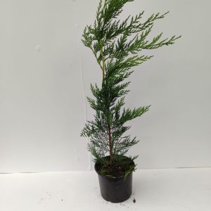 Leylandi 20-30cm 1 litre saksı