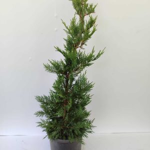 Leylandi 80-100cm 5 litre saksı