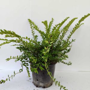 Lonicera Nitida 20-30cm 1,5 litre