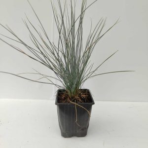 Mavi Çim Festuca Pot 10-15cm