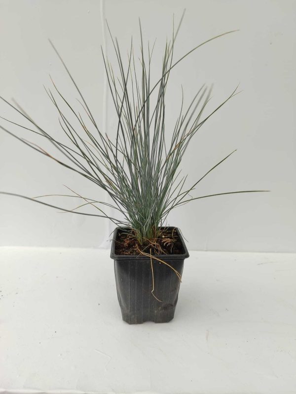 Mavi Çim Festuca Pot 10-15cm