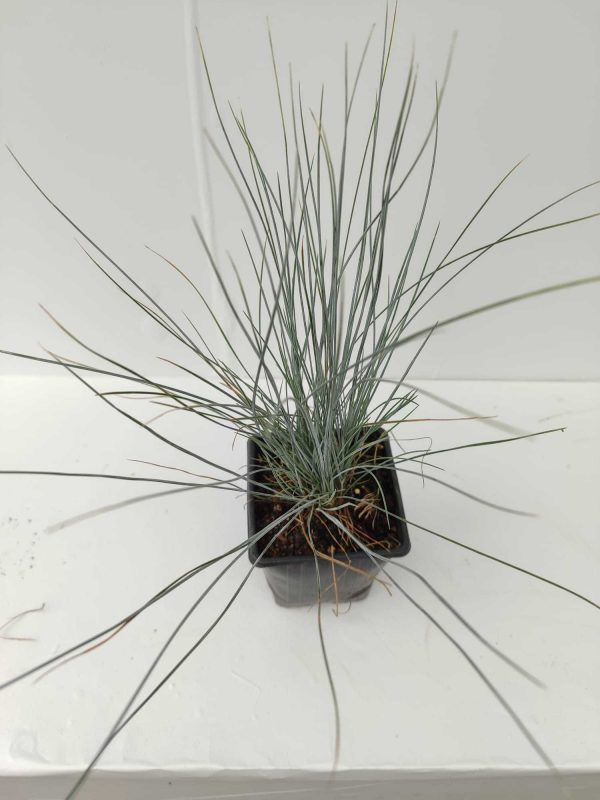Mavi Çim Festuca Pot 10-15cm