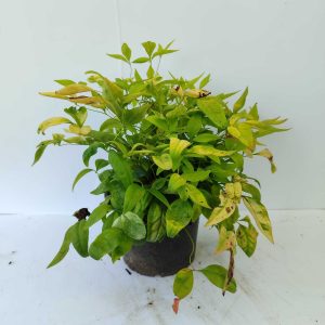 Bodur Nandina 20-25cm 1,5 litre