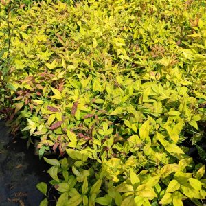 nandina-domestica-fire-power-nana-1-litre-4