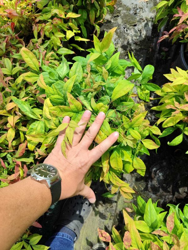 Bodur Nandina 40-50cm 10 litre