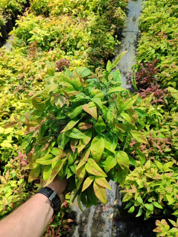 Bodur Nandina 40-50cm 10 litre