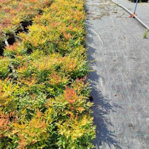 nandina-domestica-gulf-stream