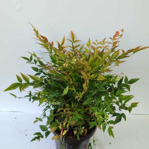 Nandina domestica obsessed Seika 20-30cm 3 litre