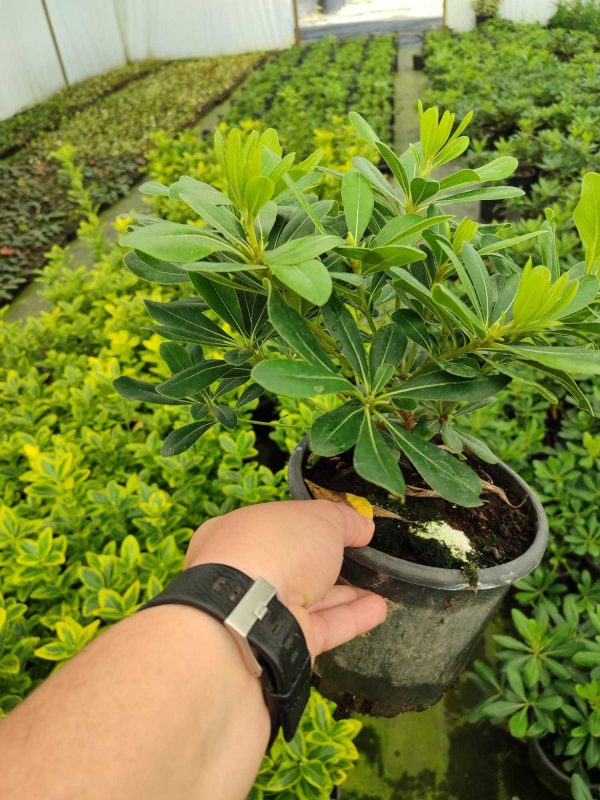 Bodur Pittosporum 20-30cm 3 litre