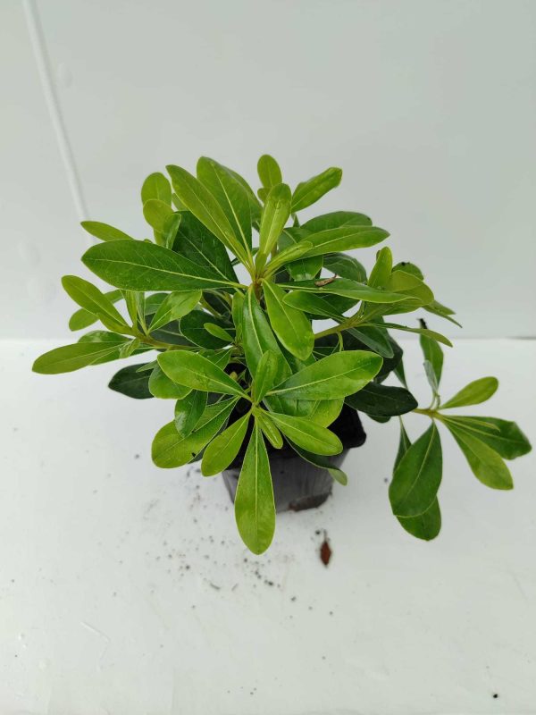 Bodur Pittosporum 20-30cm 3 litre