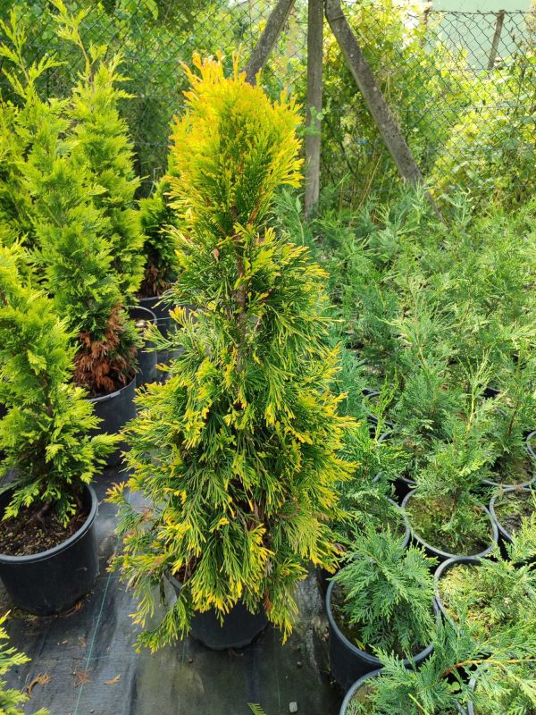 Plicata Mazı 80-100cm 10 Litre