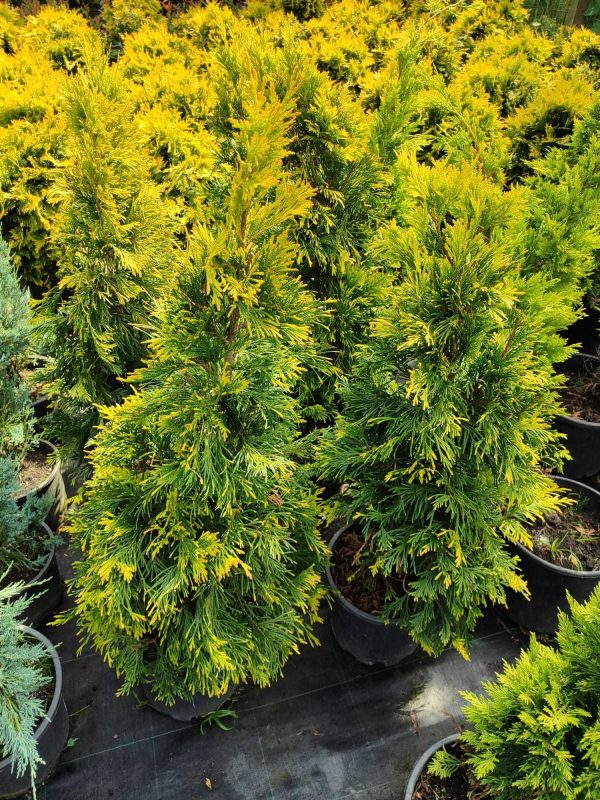 Plicata Mazı 80-100cm 10 Litre