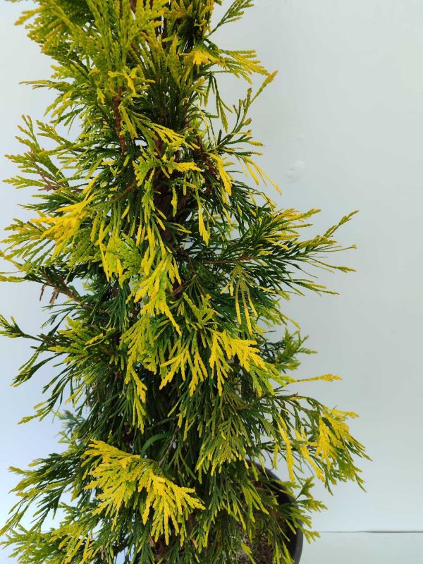 Plicata Mazı 80-100cm 10 Litre