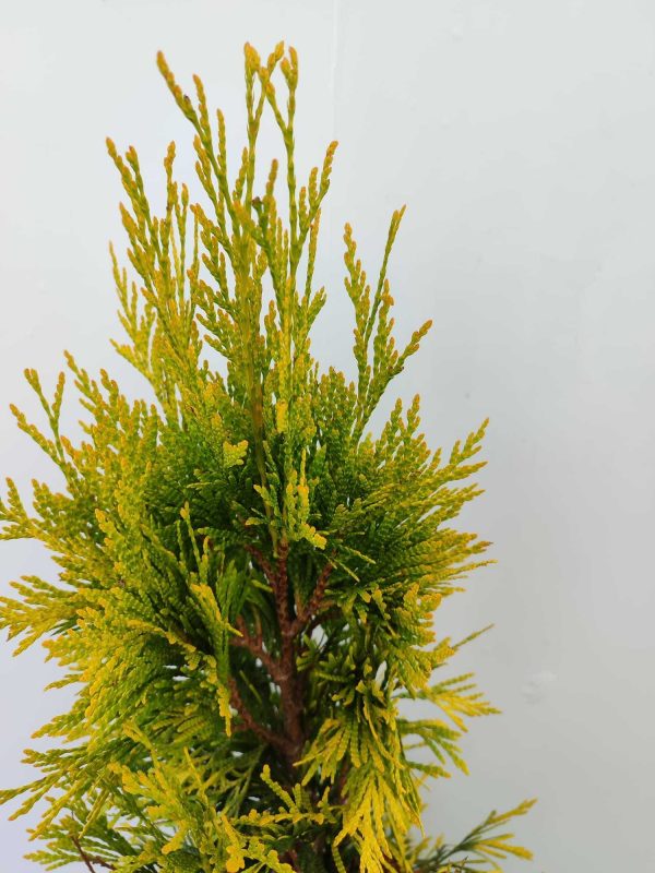 Plicata Mazı 80-100cm 10 Litre