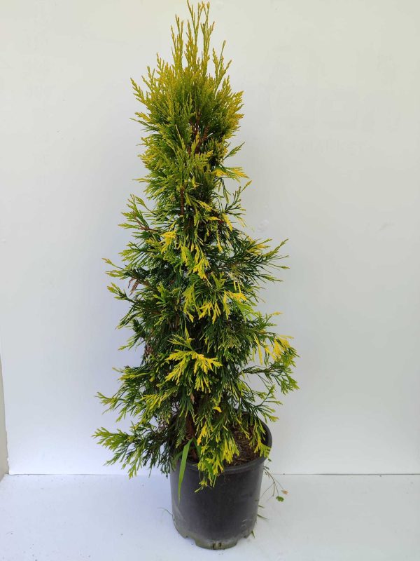 Plicata Mazı 80-100cm 10 Litre