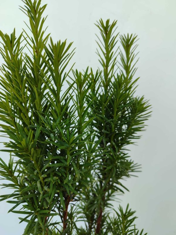 Porsuk 30-40cm 3 litre