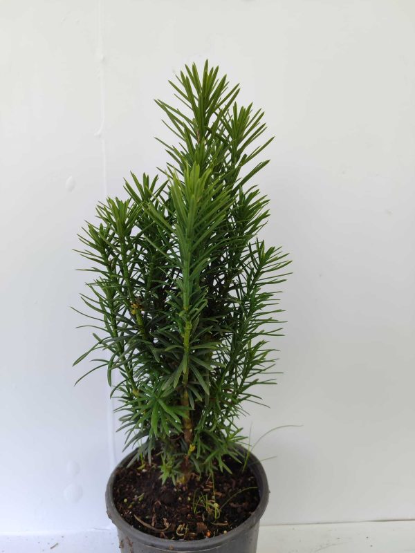 Porsuk 30-40cm 3 litre