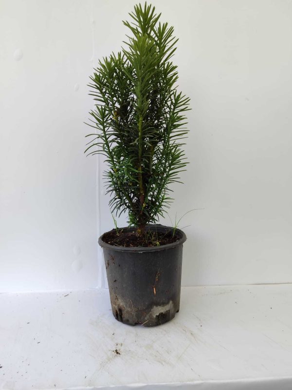 Porsuk 30-40cm 3 litre