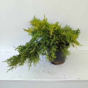 Altuni Ardıç 30-40cm 3 litre