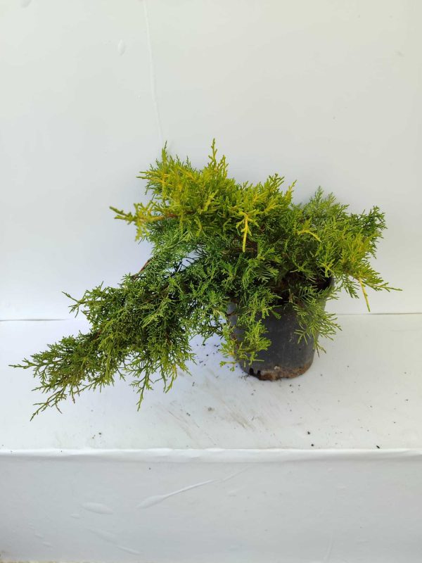 Altuni Ardıç 30-40cm 3 litre